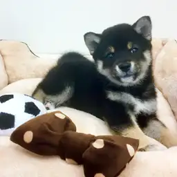柴犬