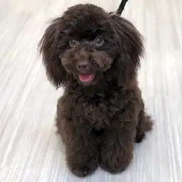 トイ・プードル