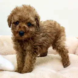 トイ・プードル