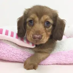 ミニチュア・ダックスフント