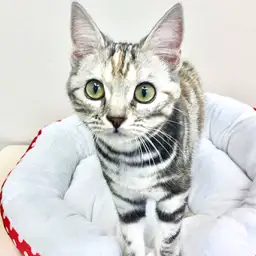 アメリカンショートヘア