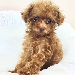 トイ・プードル