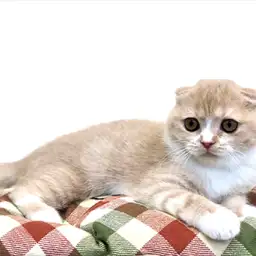 スコティッシュフォールド