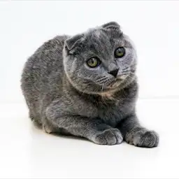 スコティッシュフォールド