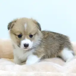 ウェルシュコーギーペンブローク