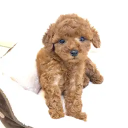 トイ・プードル