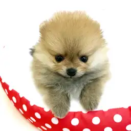 ポメラニアン