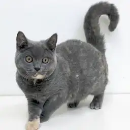 ブリティッシュショートヘア