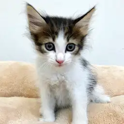 ノルウェージャンフォレストキャット