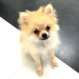 ポメラニアン