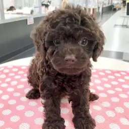 トイ・プードル