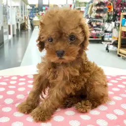 トイ・プードル