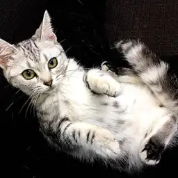 アメリカンショートヘア