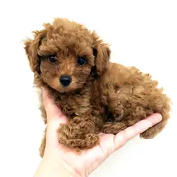 トイ・プードル