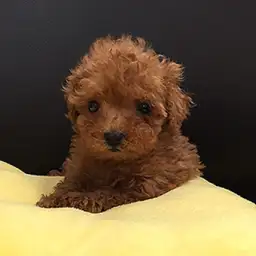 トイ・プードル