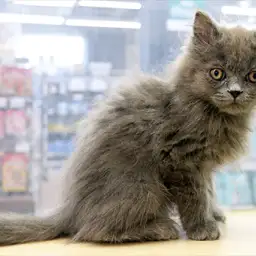 ブリティッシュロングヘア