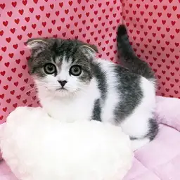 スコティッシュフォールド