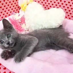 ロシアンブルー