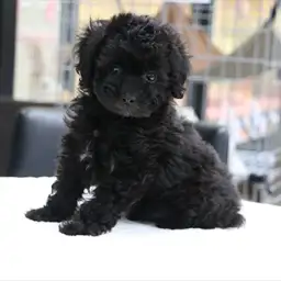 トイ・プードル