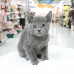 ロシアンブルー