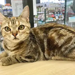 アメリカンショートヘア