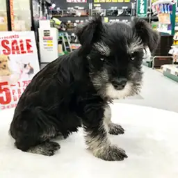 ミニチュア・シュナウザー