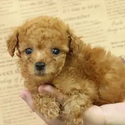 トイ・プードル