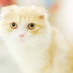 スコティッシュフォールド