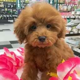 トイ・プードル