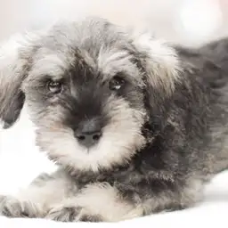 ミニチュア・シュナウザー