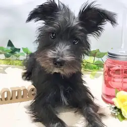 ミニチュア・シュナウザー