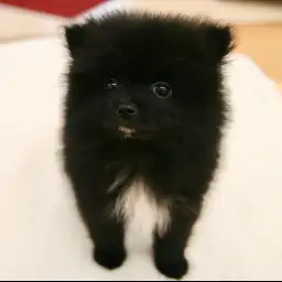 ポメラニアン