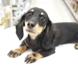 ミニチュア・ダックスフント