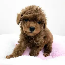 トイ・プードル