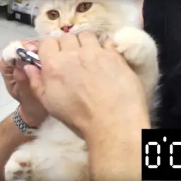 果たして1分でネコちゃんの爪切りはできるのか!?