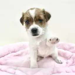 ジャックラッセルテリア