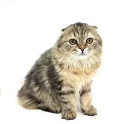 スコティッシュフォールド