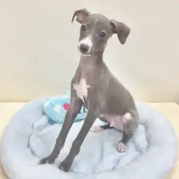 イタリアングレーハウンド