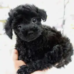 トイ・プードル