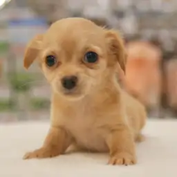 MIX（チワワ×ダックスフント）