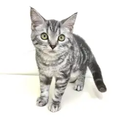 アメリカンショートヘア