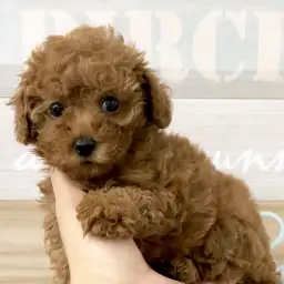 トイ・プードル