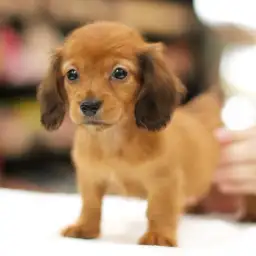 カニンヘン・ダックスフント