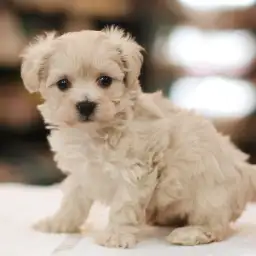 MIX（トイプードル×マルチーズ）