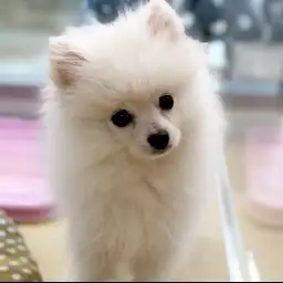 ポメラニアン
