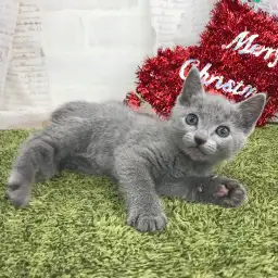ロシアンブルー