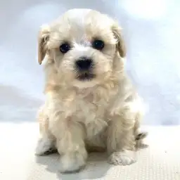 MIX（マルチーズ×トイプードル）