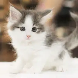 ノルウェージャンフォレストキャット