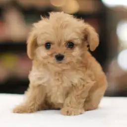 MIX（チワワ×トイプードル）