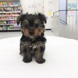 ヨークシャーテリア